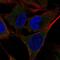 SHC-transforming protein 4 antibody, NBP2-56379, Novus Biologicals, Immunofluorescence image 