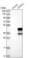 Mitochondrial Fission Regulator 1 Like antibody, NBP1-86401, Novus Biologicals, Western Blot image 
