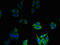 mBD-1 antibody, orb239409, Biorbyt, Immunofluorescence image 