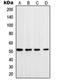 DNA polymerase delta subunit 3 antibody, orb215013, Biorbyt, Western Blot image 