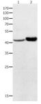 IkB-delta antibody, PA5-49695, Invitrogen Antibodies, Western Blot image 