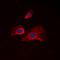 Ribosomal Protein S6 antibody, orb223999, Biorbyt, Immunocytochemistry image 