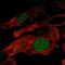 Zinc Finger Protein 696 antibody, PA5-67243, Invitrogen Antibodies, Immunofluorescence image 