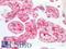 Moesin antibody, LS-B8628, Lifespan Biosciences, Immunohistochemistry paraffin image 