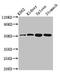 Aldehyde Dehydrogenase 3 Family Member B1 antibody, orb400184, Biorbyt, Western Blot image 