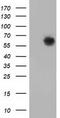 Guanylate Binding Protein 5 antibody, TA502286, Origene, Western Blot image 