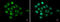 Metastasis Associated 1 antibody, GTX100610, GeneTex, Immunofluorescence image 