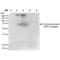 4 Hydroxynonenal antibody, LS-C775513, Lifespan Biosciences, Western Blot image 