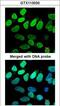 Valosin Containing Protein antibody, LS-B10973, Lifespan Biosciences, Immunocytochemistry image 