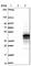 DnaJ Heat Shock Protein Family (Hsp40) Member C18 antibody, HPA036538, Atlas Antibodies, Western Blot image 