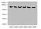 Plastin-2 antibody, A50334-100, Epigentek, Western Blot image 