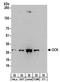 Deoxycytidine Kinase antibody, NBP2-32179, Novus Biologicals, Western Blot image 