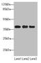Ubiquitin Conjugating Enzyme E2 Z antibody, LS-C676677, Lifespan Biosciences, Western Blot image 