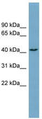 DnaJ Heat Shock Protein Family (Hsp40) Member C25 antibody, TA336081, Origene, Western Blot image 