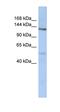 Chondroitin Polymerizing Factor 2 antibody, orb325445, Biorbyt, Western Blot image 