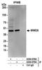 WW Domain Containing Oxidoreductase antibody, A304-079A, Bethyl Labs, Immunoprecipitation image 