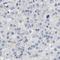 Magnesium Transporter MRS2 antibody, HPA017642, Atlas Antibodies, Immunohistochemistry frozen image 