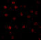 ICE antibody, 3463, ProSci Inc, Immunofluorescence image 
