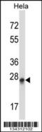 Peroxisomal biogenesis factor 19 antibody, 57-701, ProSci, Western Blot image 