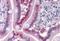 Fatty Acid Binding Protein 2 antibody, MBS246348, MyBioSource, Immunohistochemistry paraffin image 