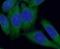 RAB12, Member RAS Oncogene Family antibody, FNab06995, FineTest, Immunofluorescence image 