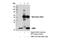 Selenoprotein S antibody, 15160S, Cell Signaling Technology, Immunoprecipitation image 