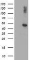 AP-2 complex subunit mu antibody, TA503021, Origene, Western Blot image 