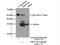 SOSS complex subunit B1 antibody, 14809-1-AP, Proteintech Group, Immunoprecipitation image 