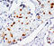STAT3 antibody, AP23374PU-N, Origene, Immunohistochemistry frozen image 