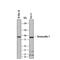 Desmocollin 1 antibody, MAB7367, R&D Systems, Western Blot image 