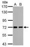 RNA Binding Motif Protein 39 antibody, PA5-31103, Invitrogen Antibodies, Western Blot image 