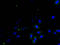 Transforming Growth Factor Alpha antibody, A54053-100, Epigentek, Immunofluorescence image 