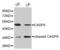 Caspase 9 antibody, MBS126143, MyBioSource, Western Blot image 
