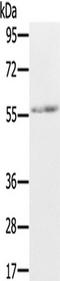 Meiotic recombination protein REC8 homolog antibody, TA350340, Origene, Western Blot image 
