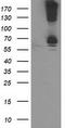 Dolichyl-diphosphooligosaccharide--protein glycosyltransferase subunit 1 antibody, TA503651, Origene, Western Blot image 