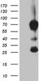 mBD-1 antibody, CF811767, Origene, Western Blot image 