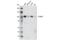 YTH Domain Containing 1 antibody, 54737S, Cell Signaling Technology, Western Blot image 
