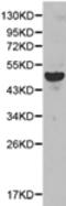 N-glycosylase/DNA lyase antibody, TA321496, Origene, Western Blot image 