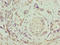Testis anion transporter 1 antibody, LS-C397802, Lifespan Biosciences, Immunohistochemistry paraffin image 