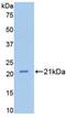 Fibulin 1 antibody, LS-C299659, Lifespan Biosciences, Western Blot image 