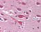 Leucine Rich Repeat Containing 7 antibody, 51-134, ProSci, Immunohistochemistry paraffin image 