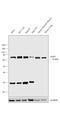 Baculoviral IAP Repeat Containing 2 antibody, PA5-29085, Invitrogen Antibodies, Western Blot image 