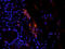 NELF-E antibody, orb341214, Biorbyt, Immunofluorescence image 