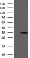 Src-like-adapter 2 antibody, CF505141, Origene, Western Blot image 