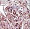 Diacylglycerol Kinase Zeta antibody, LS-C101153, Lifespan Biosciences, Immunohistochemistry frozen image 