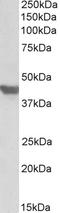 Solute Carrier Family 2 Member 4 antibody, EB10148, Everest Biotech, Western Blot image 