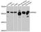Serine/threonine-protein phosphatase 5 antibody, A11712, ABclonal Technology, Western Blot image 
