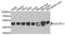 Ubiquinol-Cytochrome C Reductase Core Protein 1 antibody, A3339, ABclonal Technology, Western Blot image 