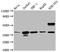 Citrate Lyase Beta Like antibody, CSB-PA850772LA01HU, Cusabio, Western Blot image 