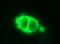 HSD17B4 antibody, LS-C338332, Lifespan Biosciences, Immunofluorescence image 